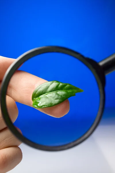 Zelený list přes zvětšovací sklo — Stock fotografie