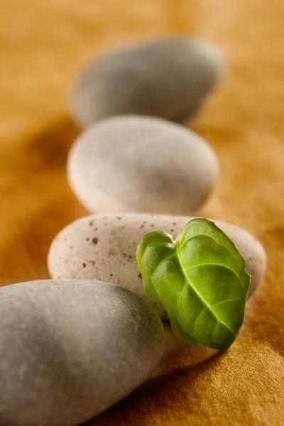 Stones and a green leaf — Stock Photo, Image
