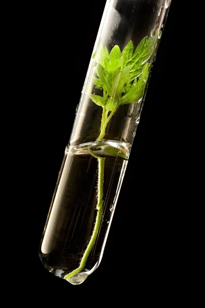 Test tube with plant — Stock Photo, Image