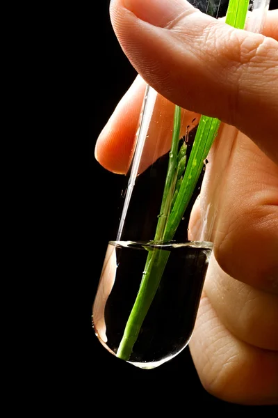 Hand hält Reagenzglas mit Pflanze — Stockfoto
