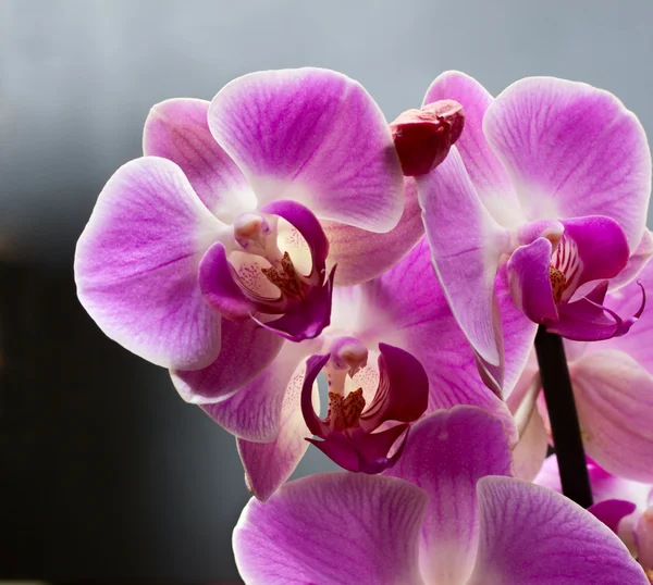 stock image Orchids