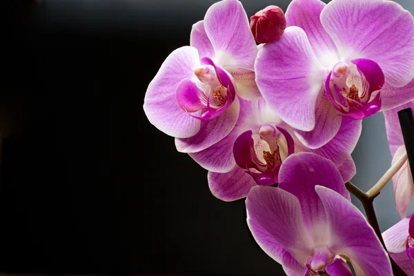 stock image Orchids