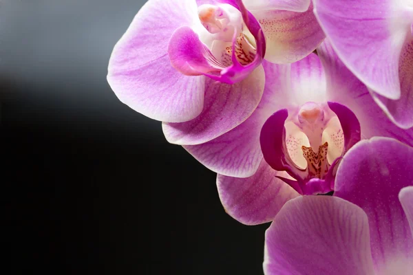 stock image Orchids