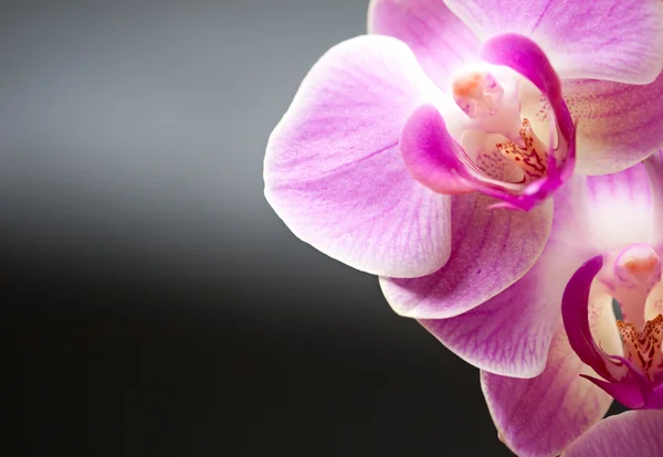 stock image Orchids