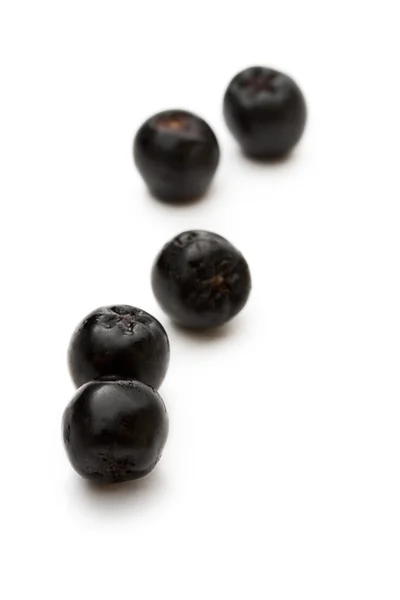 Горобина чорно плодова — стокове фото
