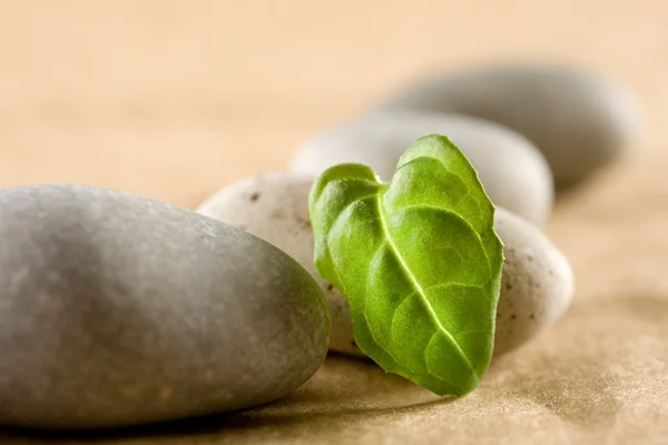 Kameny a zelený list — Stock fotografie