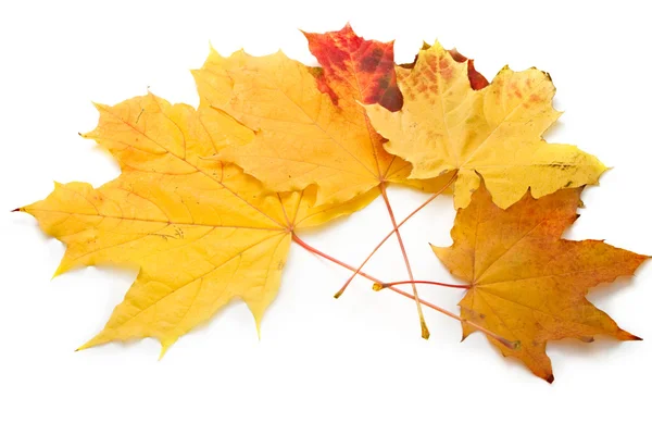 Leaves on the white background — Stock Photo, Image