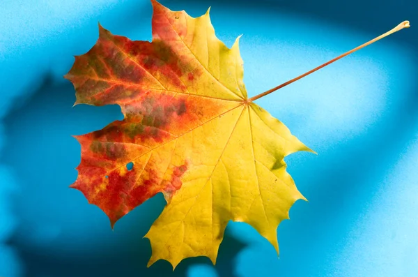 Leaf on the blue background — Stock Photo, Image