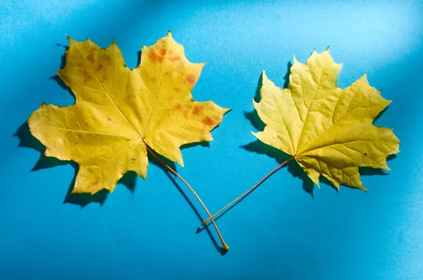 Leaves on the blue background — Stock Photo, Image