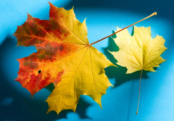 Leaves on the blue background — Stock Photo, Image