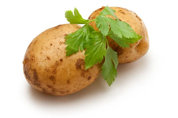 Aardappel op de witte achtergrond — Stockfoto