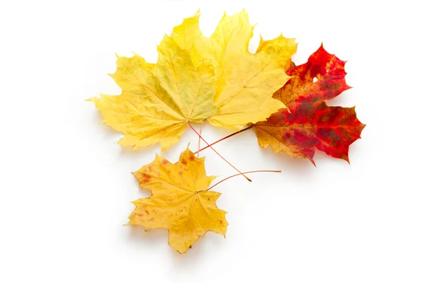 Leaves isolated on the white background — Stock Photo, Image
