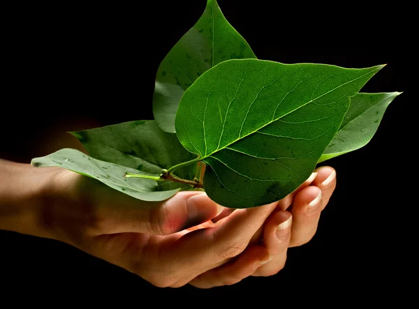 Mani che tengono le foglie — Foto Stock