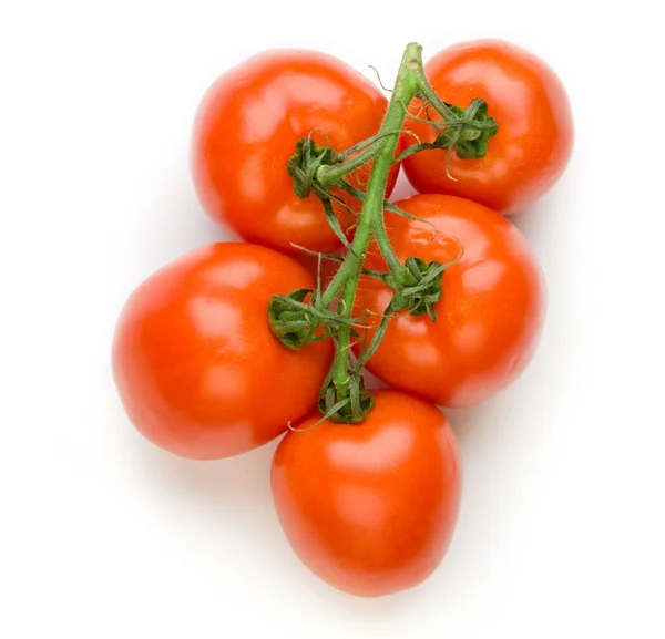 Tomatoes on the branch — Stock Photo, Image