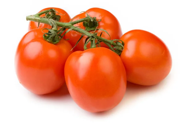 Tomaten auf dem Zweig — Stockfoto