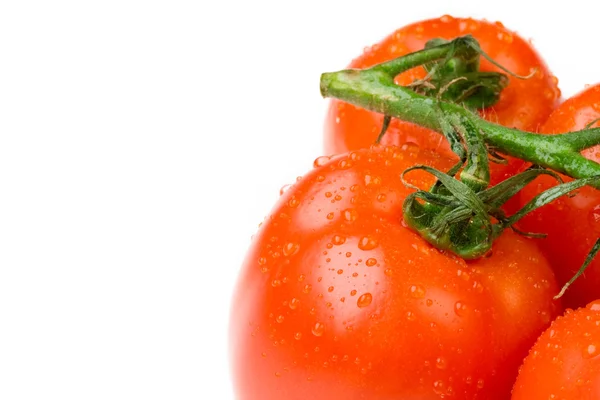 Tomaten auf dem Zweig — Stockfoto