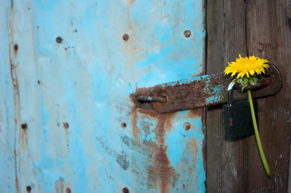 Hänglås och en blomma. — Stockfoto