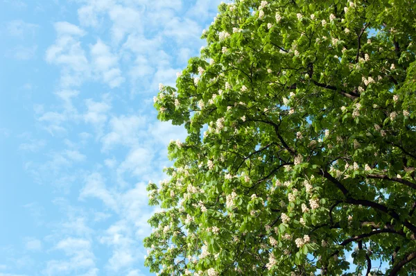 stock image Chestnuts in blossom against the sky.