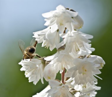 Arı çiçek pollinates