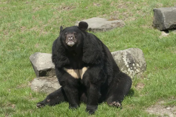 stock image Himalayan bear