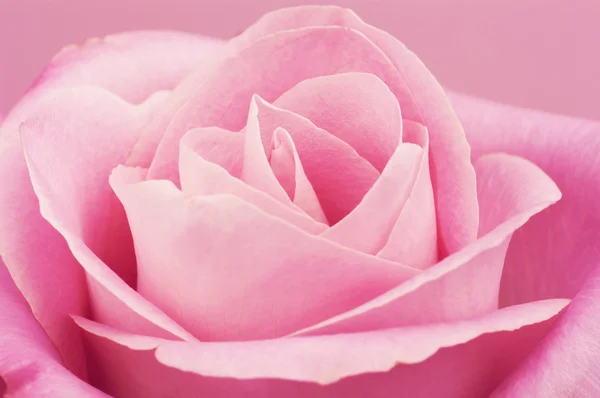 Pink rose macro. — Stock Photo, Image