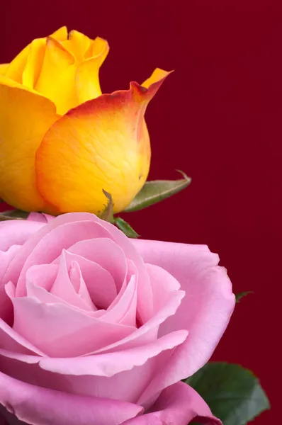 Un buchet de trandafiri . — Fotografie, imagine de stoc