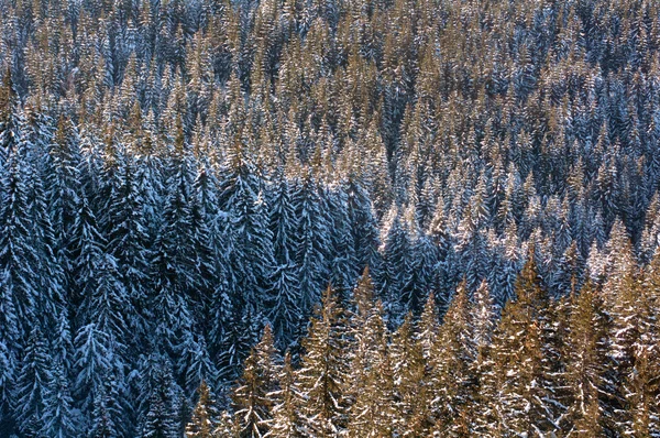 Bergwald aus der Luft. — Stockfoto