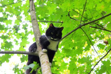 komik kedi kuş gibi bir ağaçta oturuyor