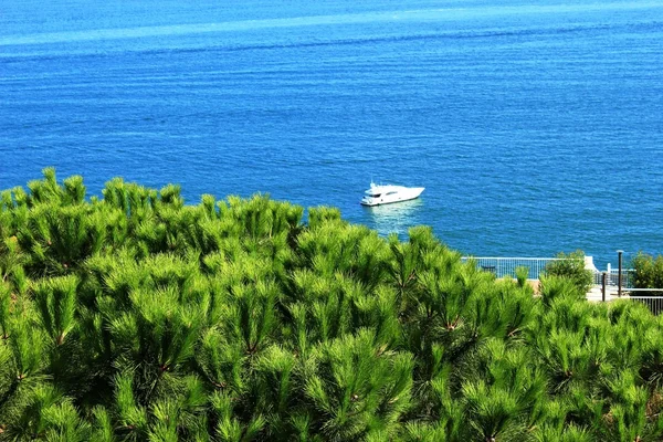 美しいトウヒを通って海に表示します。 — ストック写真