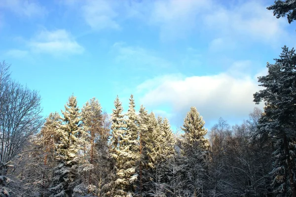 Чудовий зимовий вид на ліс — стокове фото
