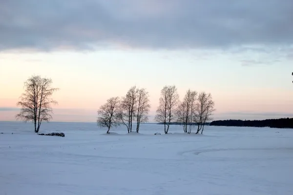 冬季风景与淡淡的熏衣草 — 图库照片