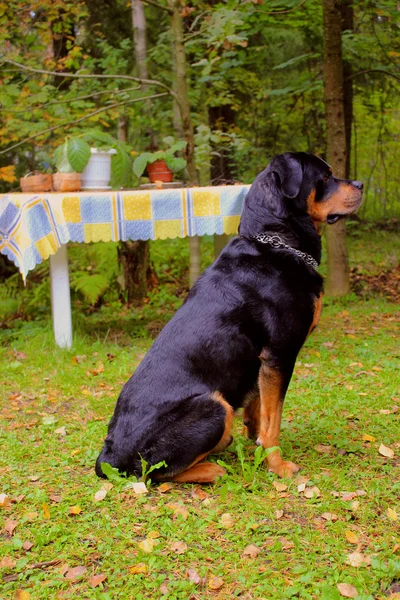 草の中に座っている犬 — ストック写真