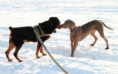 köpekleri seviyorum