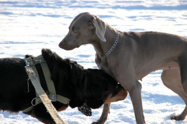 köpekleri seviyorum