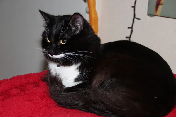 Czarny i biały kot z długimi wąsami — Zdjęcie stockowe
