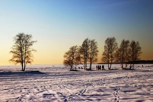 Зимний пейзаж с деревьями — стоковое фото