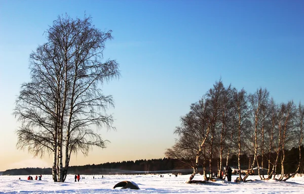 Zimní krajina se stromy — Stock fotografie