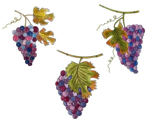 Stock image Set of bunches of grapes