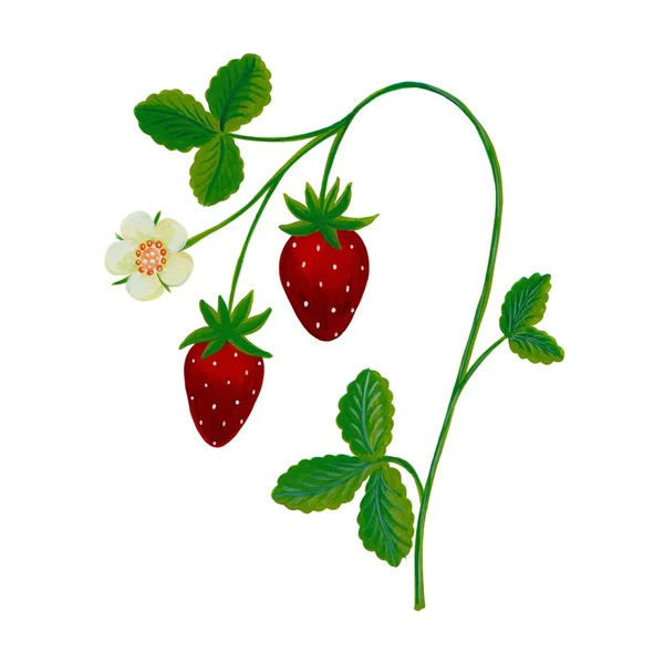 Decorative element. strawberry plant — Stock Photo, Image