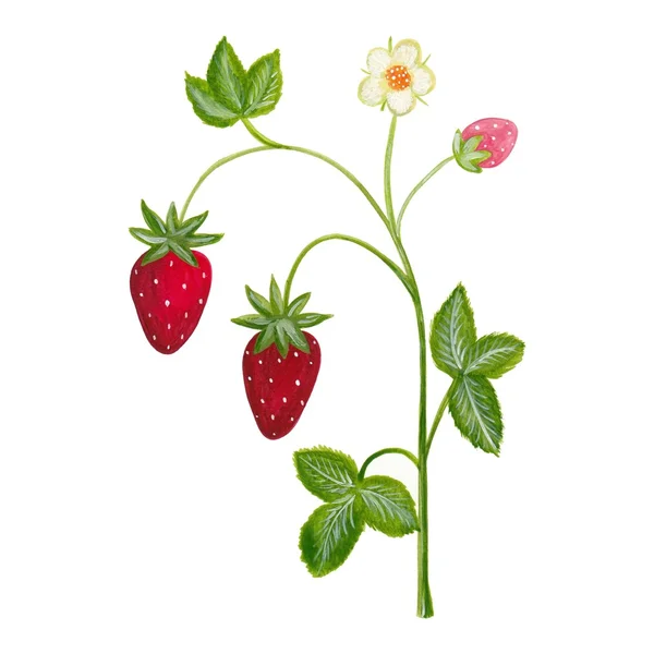 Decorative element. strawberry plant — Stock Photo, Image