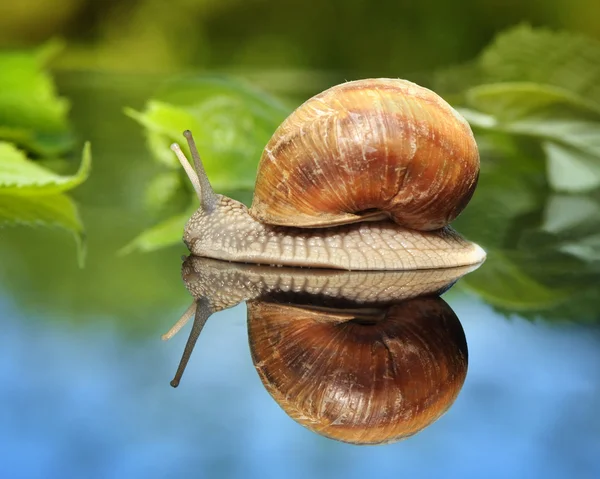 Snail walking on a dark glass — Stock Photo, Image
