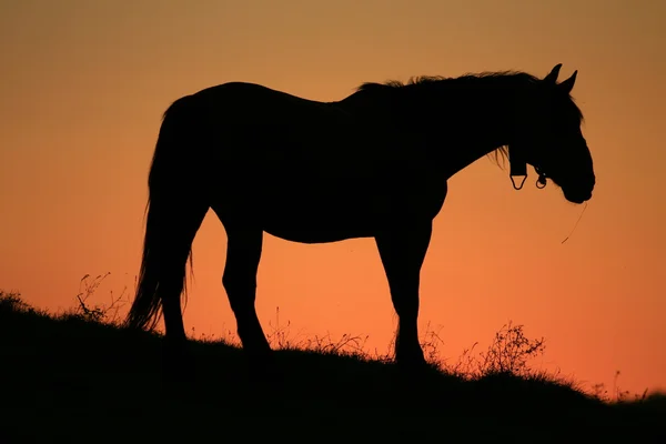 Häst betande i solnedgången — Stockfoto