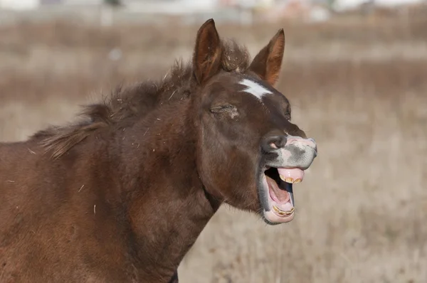 Laughing horse — Stock Photo, Image