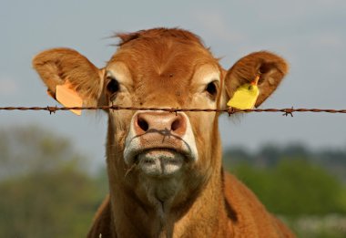 Brown cow looking curious through fence clipart