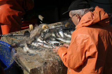 Fisherman sorting fish on boat