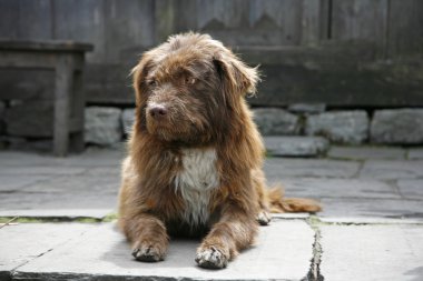 köpek güneşin tadını çıkarma