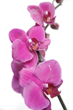 Purple orchids clipart