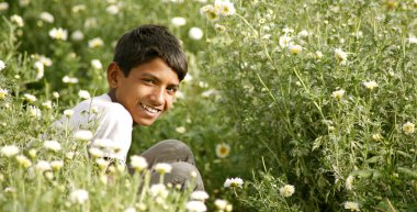 Young rajasthani boy plucking flowers in daisy fields, pushkar, india clipart