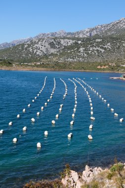 Mussel Farming - Croatia clipart