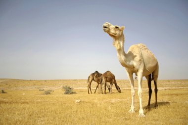 Camel in sede boker desert, israel clipart